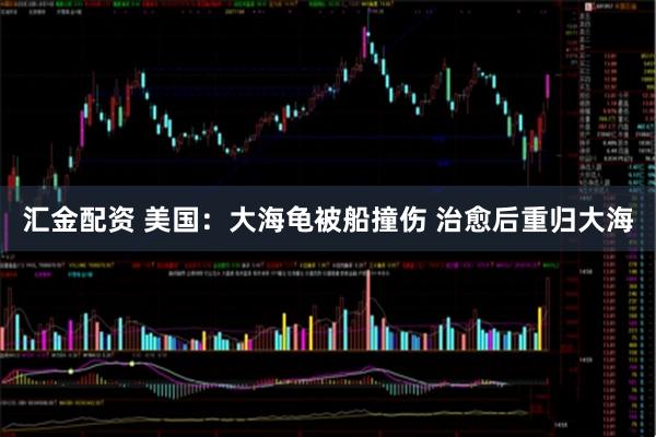 汇金配资 美国：大海龟被船撞伤 治愈后重归大海